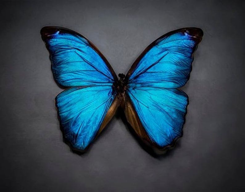 Butterfly Print, Butterfly Art, Blue Butterfly Wall Art, Azure, Sapphire, Gray, Home Decor image 2