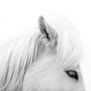 White Horse Photography, White Horse Winter Print, Minimalist Art, Horse Wall Art, Black and White Fine Art Photography