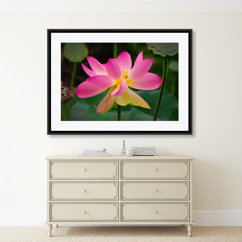 May include: A framed photograph of a pink and yellow lotus flower in bloom. The flower is in focus and the background is blurred.