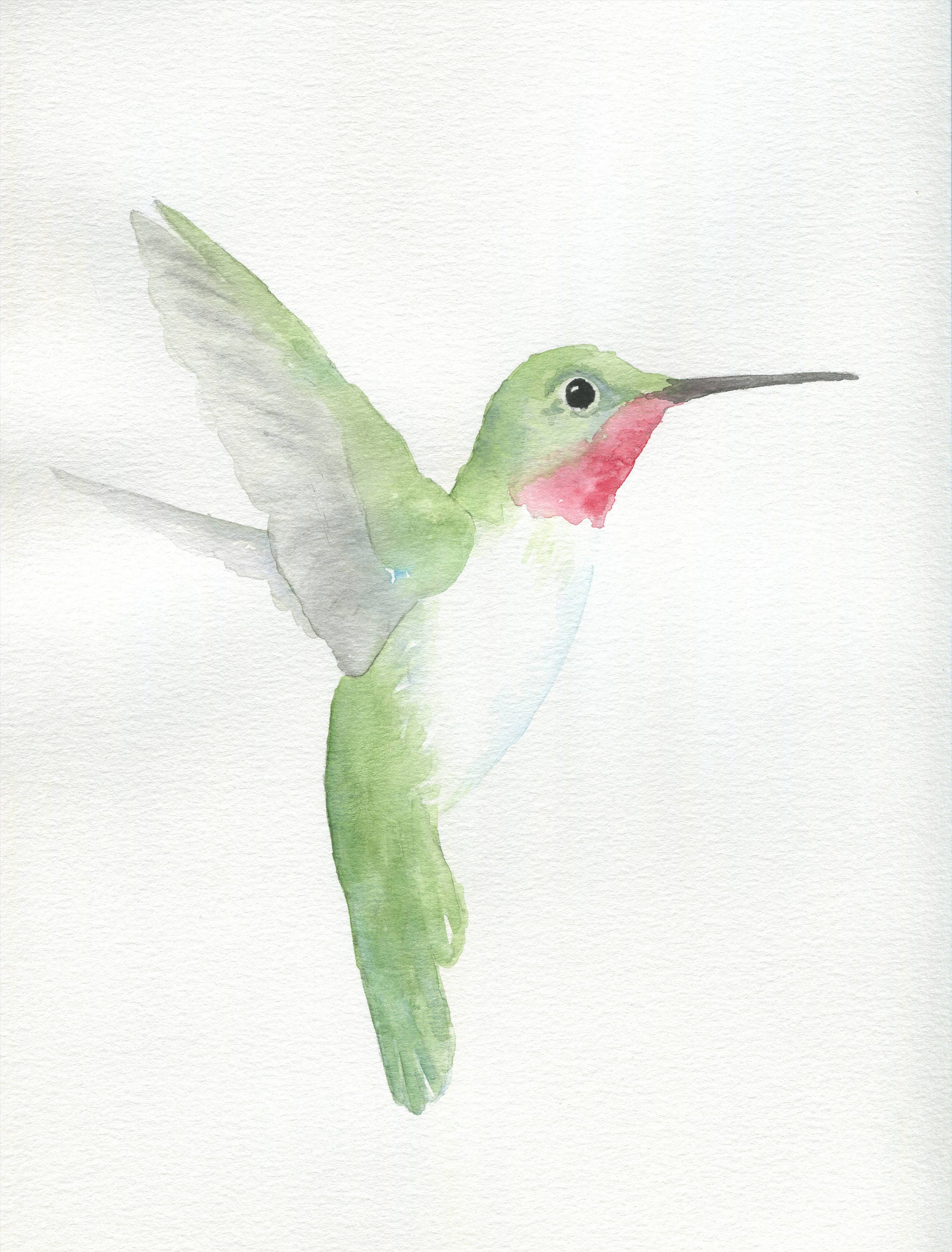 watercolor hummingbird sketch hummingbird