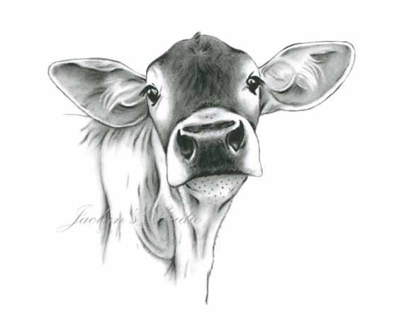 koe kunst houtskool tekening afdrukken 8 10 | etsy