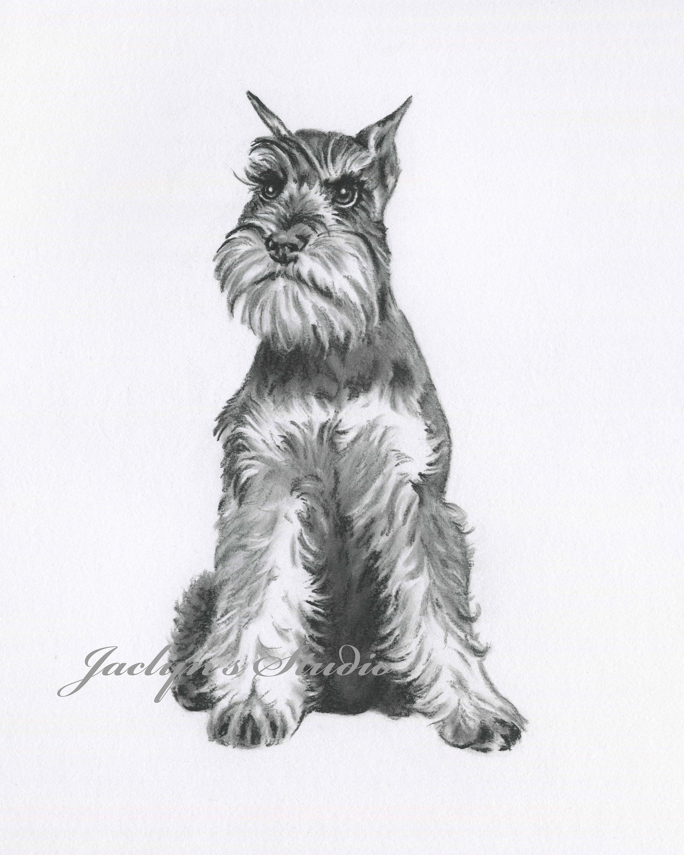 Schnauzer Art Schnauzer Drawing 8x10 Giclee Etsy