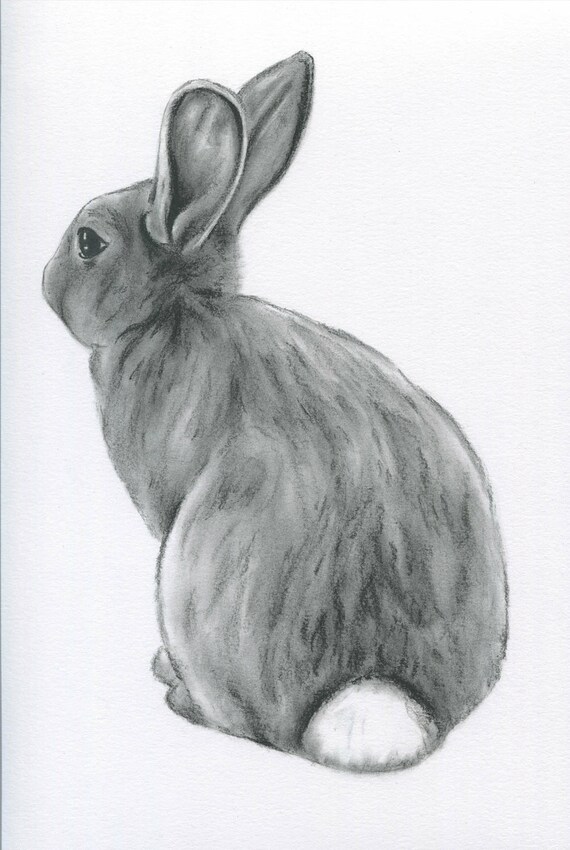 Bunny Art ORIGINAL Charcoal 8x10 Rabbit Drawing Etsy