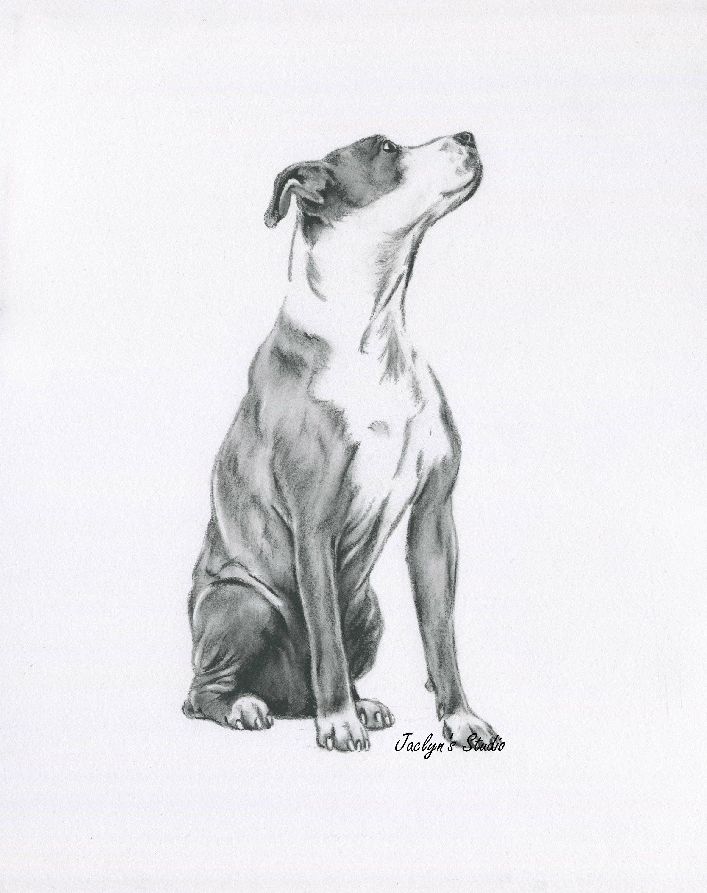 Pitbull Arte Pitbull Dibujo Dibujo ORIGINAL Pitbull Boceto - Etsy España Pitbull Arte Pitbull Dibujo Dibujo ORIGINAL Pitbull Boceto - Etsy España