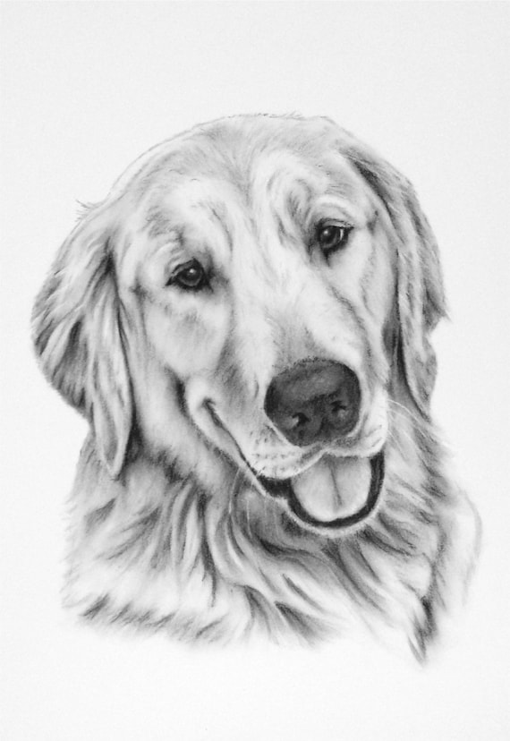 Pin by Meintje Van on Sketch | Realistic drawings, Dog pencil drawing,  Realistic animal drawings