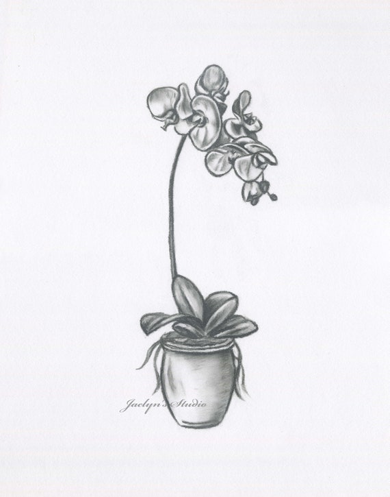 Original bosquejo de orquídeas dibujo de orquídeas de carbón - Etsy México