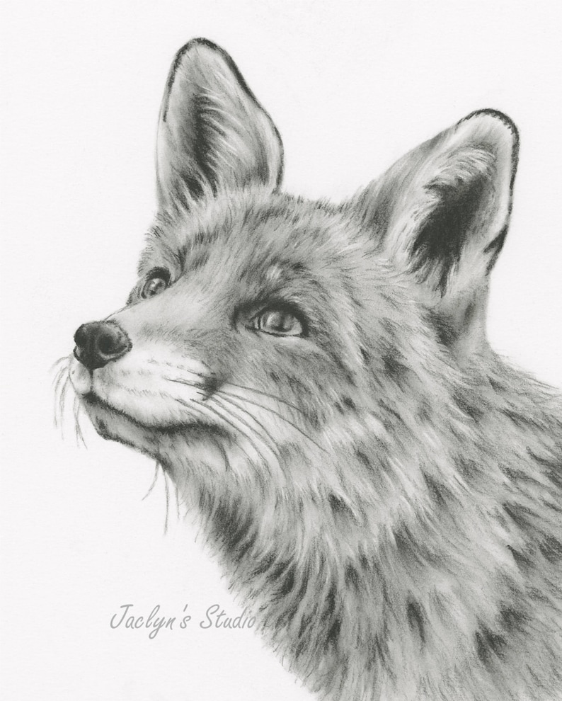 Fox Art Charcoal Sketch Charcoal Drawing Giclee Print image 0.