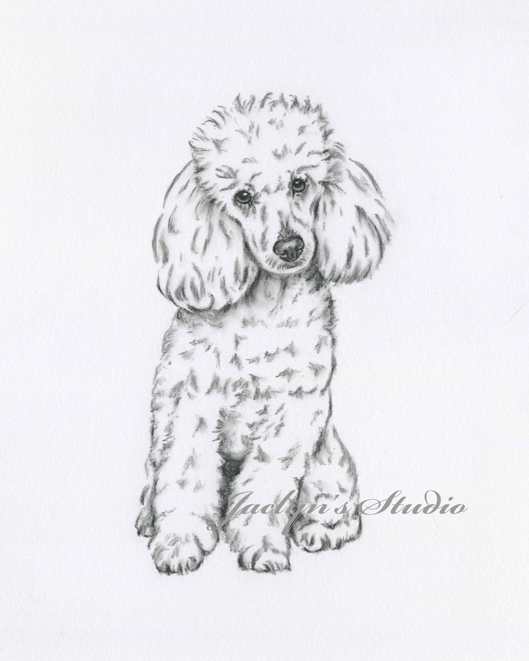 Buy Poodle Art Poodle Drawing ORIGINAL Drawing Poodle Sketch Online in