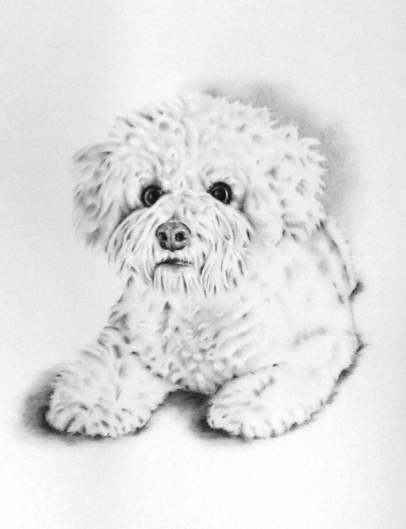 bichon drawing