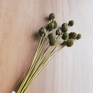 DIY Preserved Green &quot;Spike Balls&quot; Filler / Preserved Greenery Filler / Preserved Filler / dried Flowers / Flowers for Vase / Flowers for DIY