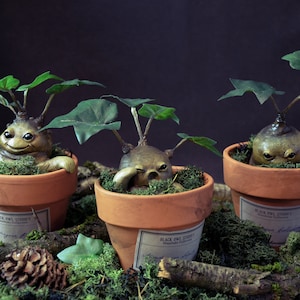 Può includere: Tre sculture di piante di Mandragora in vasi di terracotta, con foglie verdi e facce sorridenti. I vasi poggiano su un letto di muschio e sono etichettati "Black Owl Studios". Un oggetto decorativo stravagante a tema fantasy.