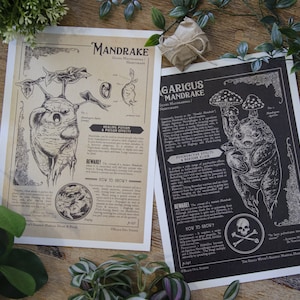 Prints Mandragores - Illustration botanique (A4)