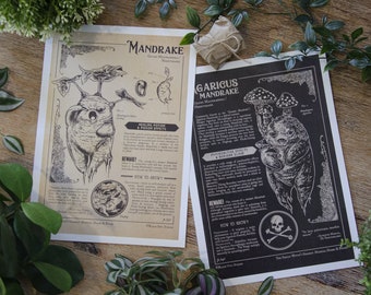 Prints Mandragores - Illustration botanique (A4)