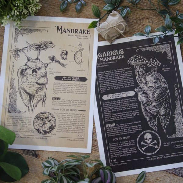 Prints Mandragores - Illustration botanique (A4)