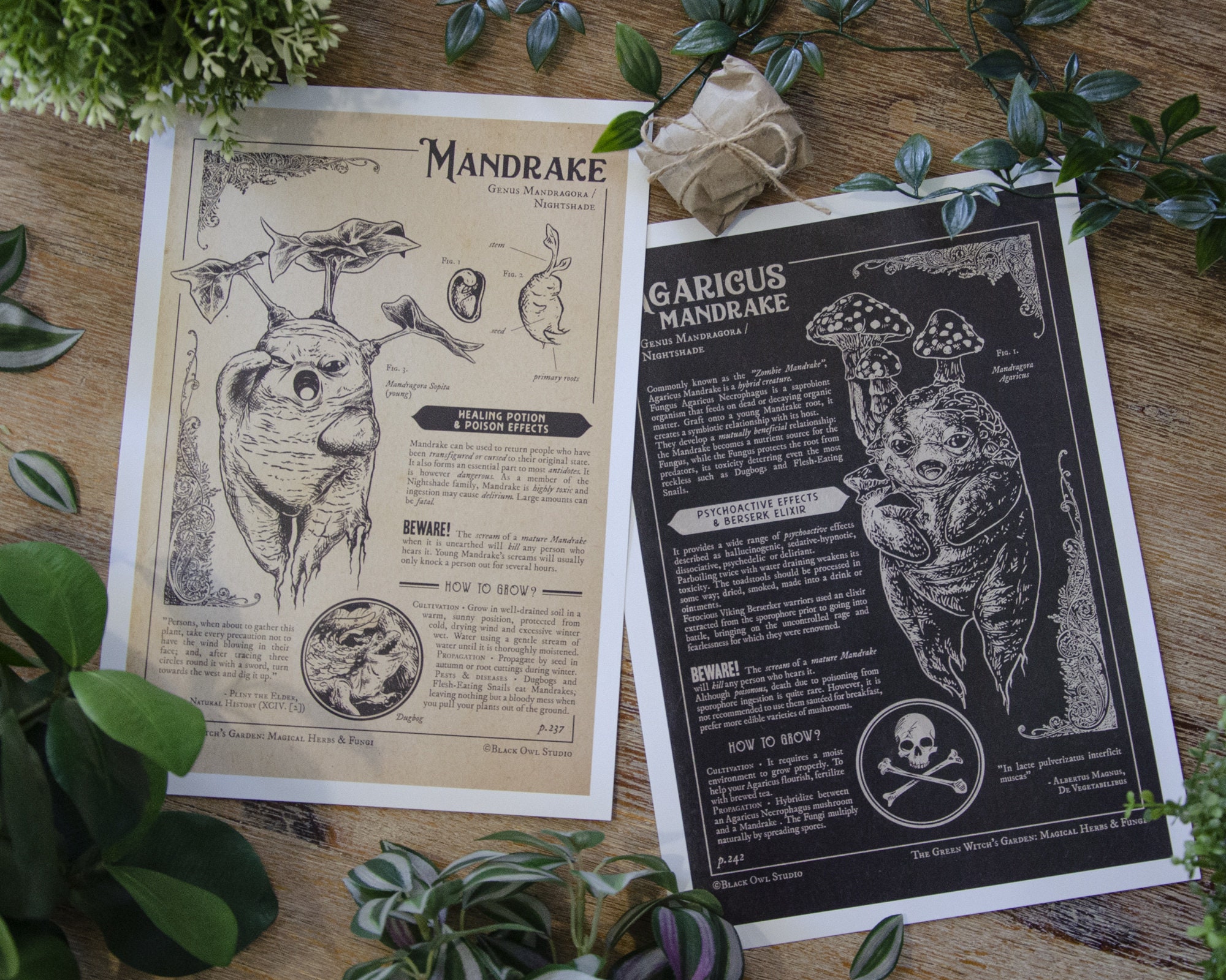 Mandrake prints Botanical illustration A4 -  Portugal