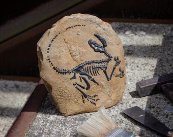 Velociraptor skeleton fossil - Sculpture