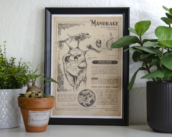 Mandrake prints Botanical illustration A4 -  Portugal