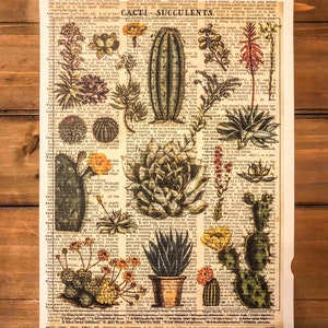 Kakteen Sukkulenten Wörterbuch Druck-Kaktus-Druck auf Wörterbuch Papier- Kaktus, Sukkulente, Vintage Kaktus Diagramm