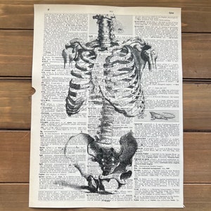 May include: A black and white anatomical illustration of a human skeleton, with the rib cage and pelvic bones visible. The image is printed on a page from a vintage dictionary, with text surrounding the illustration.