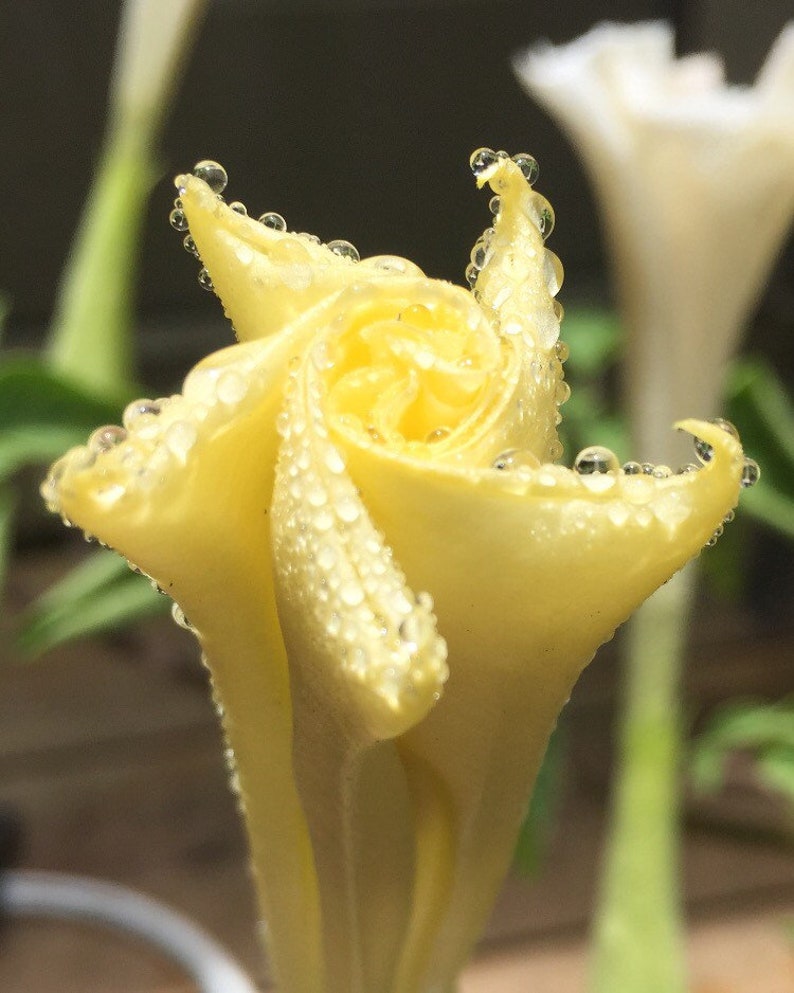 Microwavable Heating Pad. Large/extra Large. Aromatherapy. Etsy