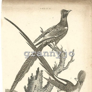 Original 1802 Copperplate Engraving of THE Lenegal & White Backed Coly by J.Pass