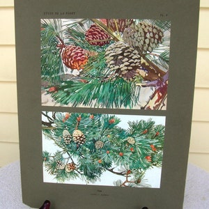 Può includere: Un'illustrazione botanica vintage di pigne su rami. L'immagine è divisa in due sezioni, la sezione superiore mostra un primo piano di pigne e la sezione inferiore mostra una vista più ampia dei rami. L'immagine è intitolata "Etude de la Foret" e "PL. 9".