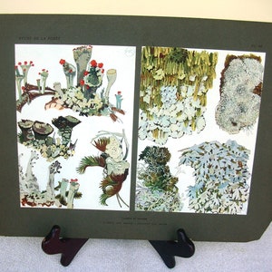 May include: A vintage educational chart titled "Etude de la Foret" featuring detailed illustrations of various types of lichen. The chart is printed on thick paper with a dark green border and includes the text "Lichenes et Mousses" at the bottom.