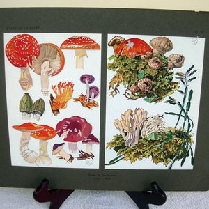 1927 MATHURIN MEHEUT Etude De La Foret Print, Fungi Print, Plate # 87