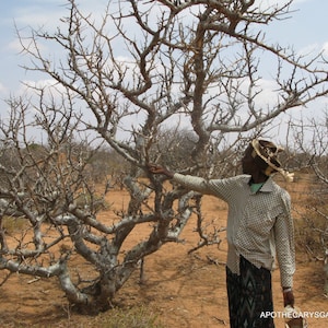 Commiphora Erythraea-Scented Myrrh Bisabol Myrrh-Hagar-Somalia-Aphrodite's Myrrh image 2