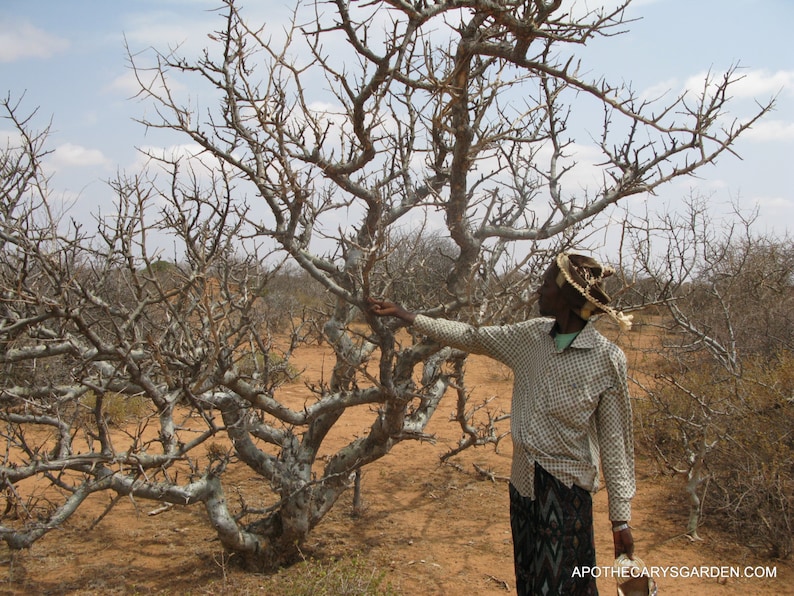 Commiphora Erythraea-Scented Myrrh Bisabol Myrrh-Hagar-Somalia-Aphrodite's Myrrh image 2