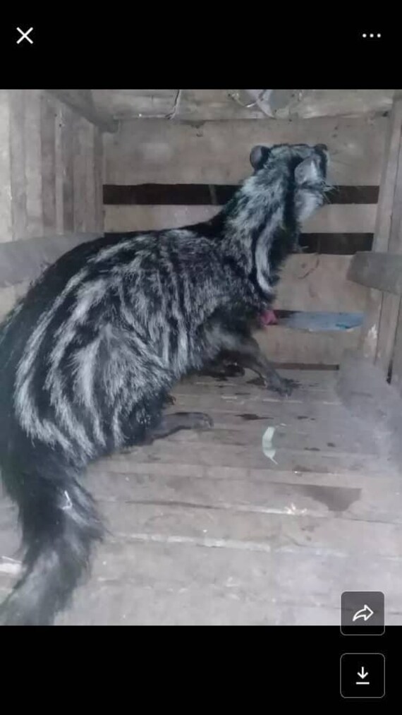 Buy Civet Oil Genuine Ethiopian Civet Oil perfume Ingredient Musk