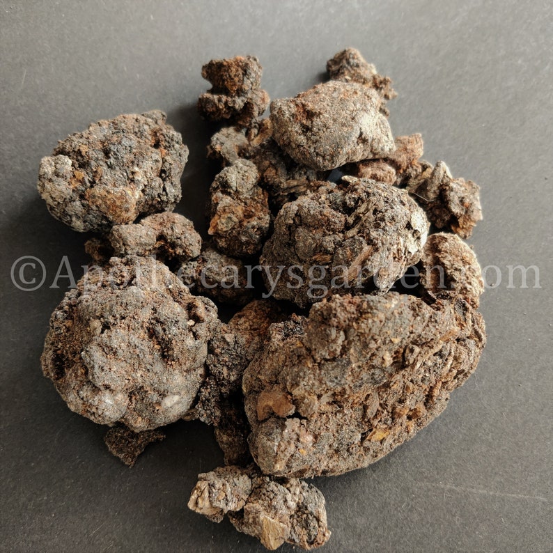 Black Mastic-RAREPistacia Aetiopica-For incense & perfume-Somalia-Sustainable harvest image 7