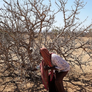 Fresh MyrrhSuhul Myrrh-Stacte-Fresh and Fragrant-A gift from the trees. Sustainable Harvest-Commiphora Myrrha-Somalia zdjęcie 9