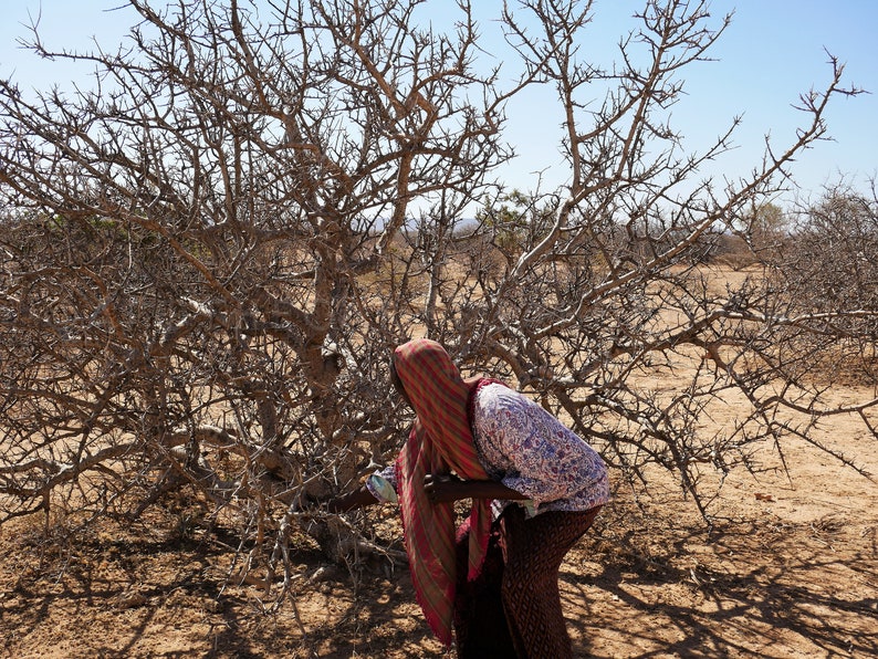 Fresh MyrrhSuhul Myrrh-Stacte-Fresh and Fragrant-A gift from the trees. Sustainable Harvest-Commiphora Myrrha-Somalia image 9