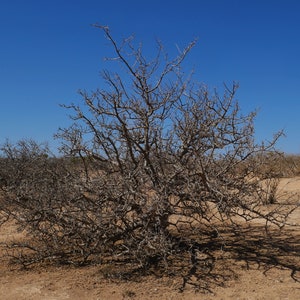 Fresh Fragrant Myrrh-Ethiopia-Commiphora Myrrha-For Incense, perfume and medicine. Ogaden Region image 3