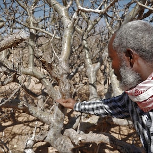 Fresh MyrrhSuhul Myrrh-Stacte-Fresh and Fragrant-A gift from the trees. Sustainable Harvest-Commiphora Myrrha-Somalia image 4