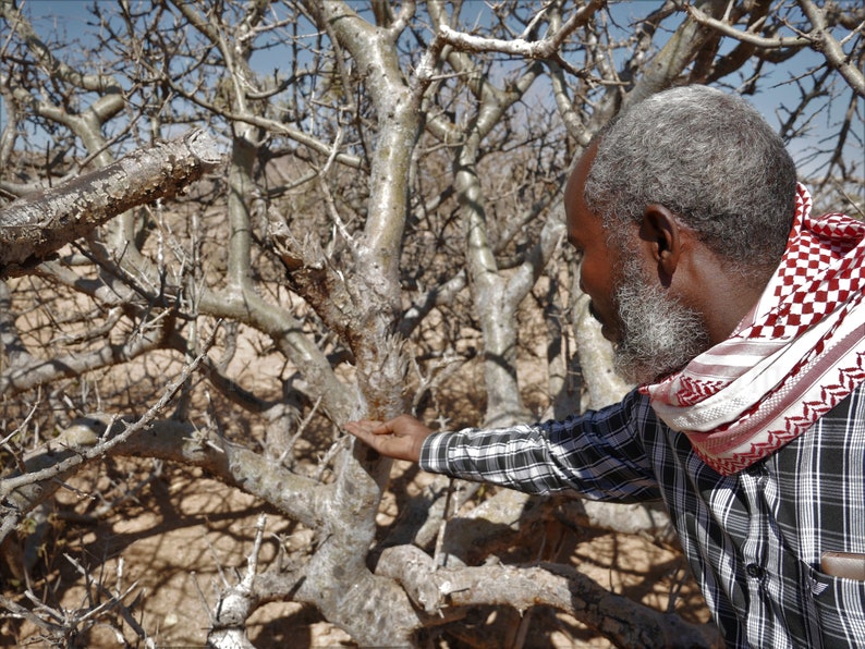 Fresh MyrrhSuhul Myrrh-Stacte-Fresh and Fragrant-A gift from the trees. Sustainable Harvest-Commiphora Myrrha-Somalia zdjęcie 4