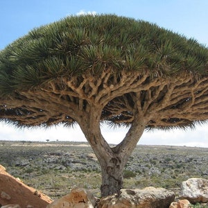 Lacrime di sangue di draghi-Grado AAIsola di Socotra-Dracaena Cinnabari-Sangue di draghi medievali immagine 3