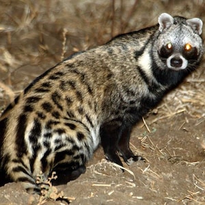 Civet oil, Genuine Ethiopian Civet oil-Perfume ingredient Musk-Perfume-Aphrodisiac-An Ethical & Sustainable Aromatic image 6