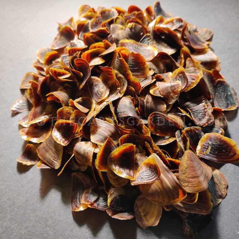 OnychaOperculumEine traditionelle und biblische Etsy