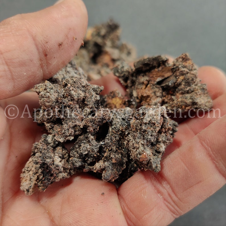 Black Mastic-RAREPistacia Aetiopica-For incense & perfume-Somalia-Sustainable harvest image 6