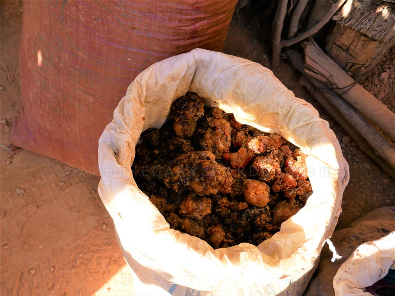 Fresh MyrrhSuhul Myrrh-Stacte-Fresh and Fragrant-A gift from the trees. Sustainable Harvest-Commiphora Myrrha-Somalia zdjęcie 7