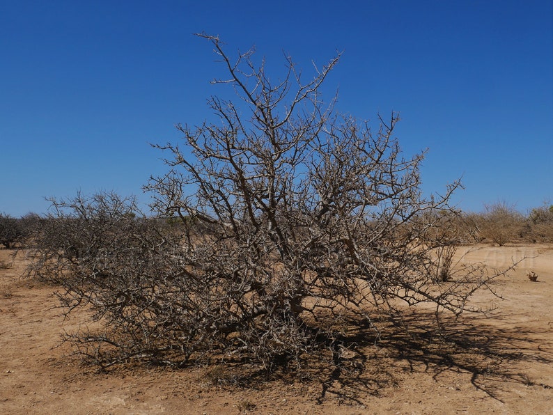 Fresh MyrrhSuhul Myrrh-Stacte-Fresh and Fragrant-A gift from the trees. Sustainable Harvest-Commiphora Myrrha-Somalia zdjęcie 10