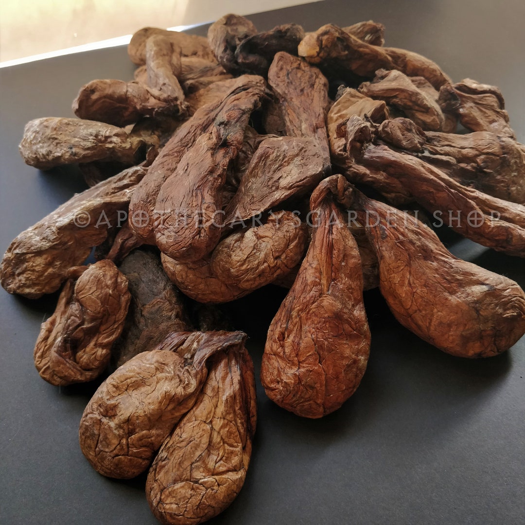 Castoreum Canadian Beaver Castor Tincture. 10 Concentration Etsy