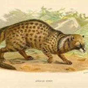 Civet oil, Genuine Ethiopian Civet oil-Perfume ingredient Musk-Perfume-Aphrodisiac-An Ethical & Sustainable Aromatic image 4