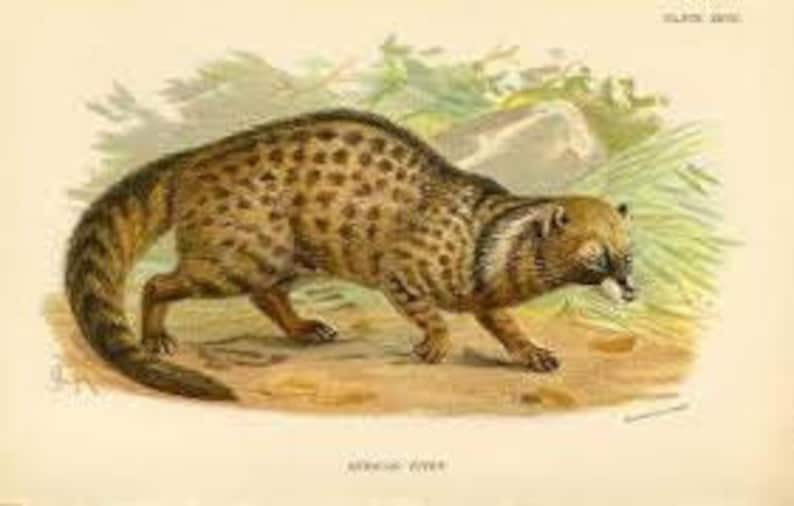 Civet oil, Genuine Ethiopian Civet oil-Perfume ingredient Musk-Perfume-Aphrodisiac-An Ethical & Sustainable Aromatic image 4