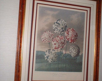 Antique Carnations Print, Burled Walnut Frame, Floral Wall Art