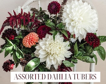 Dahlia Tubers, White Flower Bulbs, Red Flower Garden, Flower Farm,