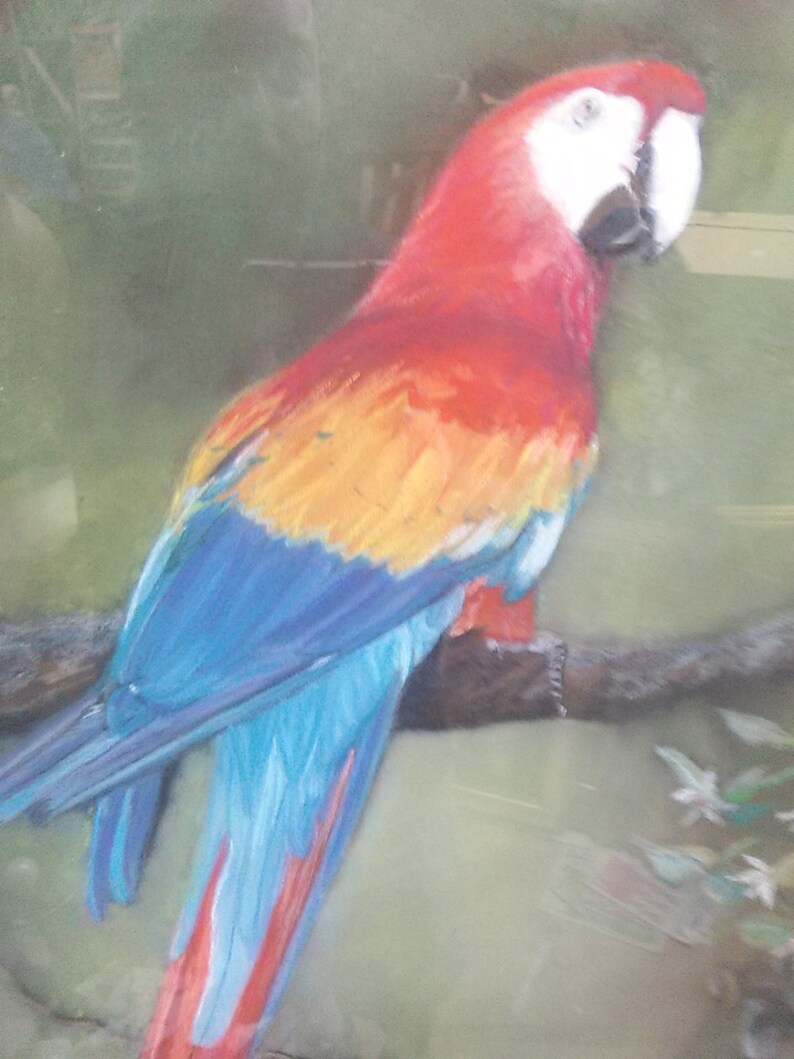 Old Vintage Pastel Drawing Macaw Red Parrot Bird Artist Signed Etsy