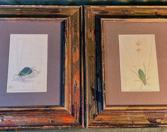Pair of 2 Two Set Decorative Wood Framed Creepy Crawly Bug Prints Insects Insect